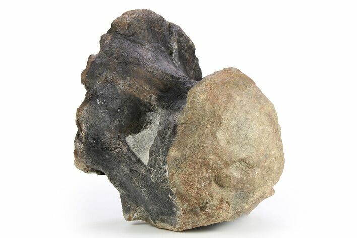 Fossil Sauropod Dinosaur Dorsal Vertebra - Imilchil, Morocco #252583